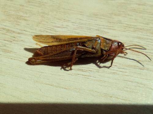 Chorthippus albomarginatus albomarginatus